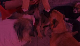 Fondo de Perritos Abandonados del Albergue