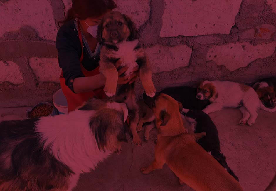 Albergue de Perros Abandonados en Arequipa