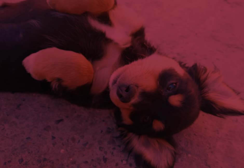 Perro feliz dentro del Albergue